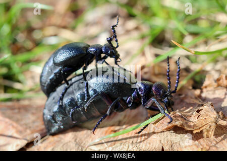 Schwarz-blau Öl Käfer Stockfoto