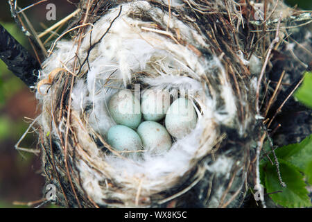 Gemütliche Arktis redpoll (Acanthis hornemanni) Nest Stockfoto