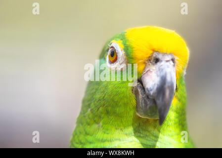 Nahaufnahme des Gelben gekrönt Amazon Parrot. Stockfoto