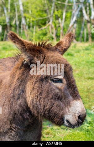 Porträt mit Leiter der Esel in der Wiese Stockfoto