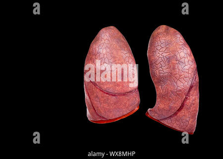 Zwei menschliche Lunge als Modelle auf schwarzem Hintergrund Stockfoto