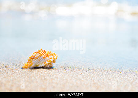 Makroaufnahme von Shell im Sand Strand Stockfoto