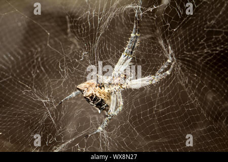Nahaufnahme einer Spinne Stockfoto