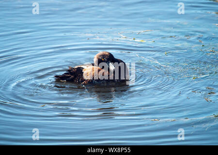 Reiherente Fütterung unter den pondweed), sauber Federn Stockfoto