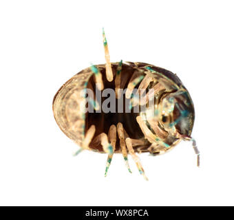 Der SOW-Bug (Holz Laus) in ultra close-up Stockfoto