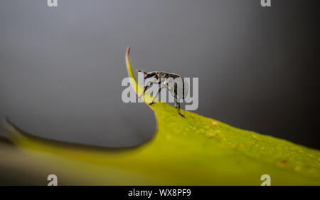 Ein rüsselkäfer auf einem Blatt Stockfoto
