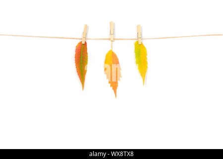 Drei verschiedene Blätter im Herbst auf die Wäscheleine gehängt Stockfoto
