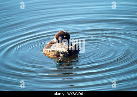 Reiherente Fütterung unter den pondweed), sauber Federn Stockfoto