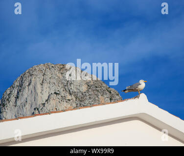 Mediterrane Möwe auf dem Dach Tipp und Penon de Ifach in Calpe im Hintergrund Stockfoto