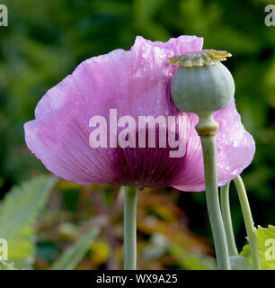 Schöne Regentropfen auf einem rosa Mohn in den frühen Morgen an Monets Garten in Giverny, Frankreich Stockfoto