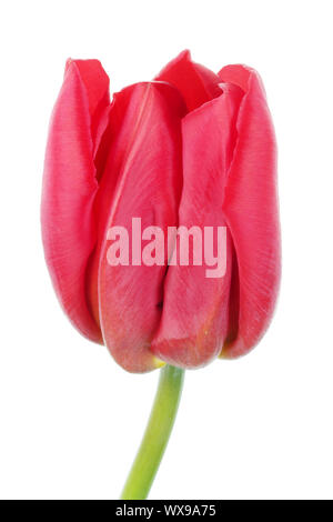 Einen echten roten Frühling Tulpen Blumen Kopf isoliert Makro Stockfoto