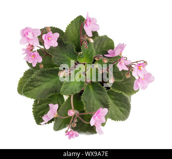 Indoor Frühling rosa Veilchen blumen Bush isoliert Stockfoto