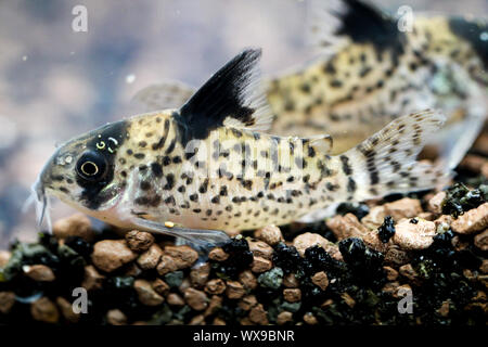 Gepanzerte Welse im Aquarium Stockfoto