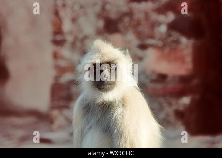 Langur affe Portrait auf dem Hintergrund der antiken Tempel Stockfoto