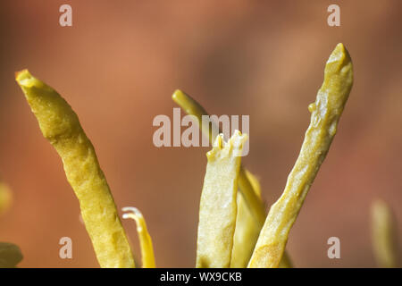 Braunen Algen (FUCUS). Makro Stockfoto