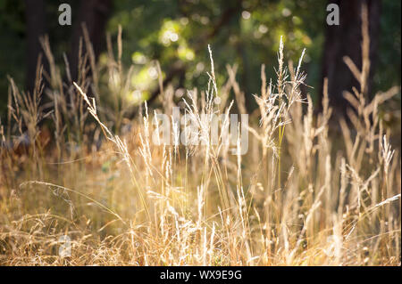 Bereich der langen Gras am Nachmittag, goldenen Stunde Licht Stockfoto