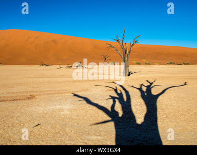 Tot Camelthorn Bäume und roten Dünen in Deadvlei, Sossusvlei, Namib-Naukluft-Nationalpark, Namibia Stockfoto