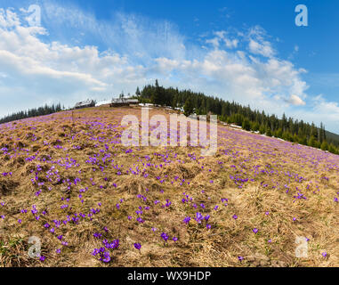 Lila Krokusse Blumen auf Spring Mountain Stockfoto