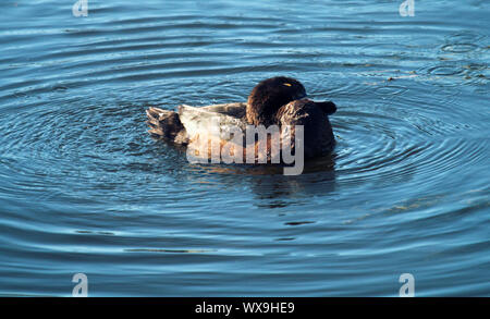 Reiherente Fütterung unter den pondweed), sauber Federn Stockfoto