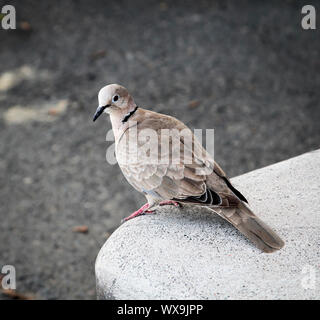 Eine Nahaufnahme eines wilden Taube Stockfoto