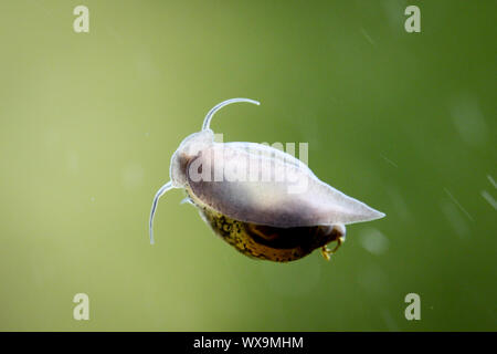 Bubble Schnecken, Eier von Schnecken Stockfoto