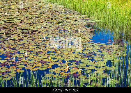 Kleiner See in der Nähe von Lake Madh mit Seerosen auf der Oberfläche in Nationalpark Lure, Albanien Stockfoto