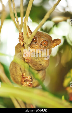 Tarsier Äffchen in natürlicher Umgebung Stockfoto