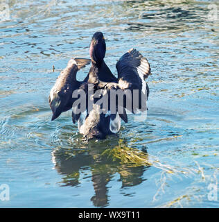 Reiherente Fütterung unter den pondweed), sauber Federn Stockfoto