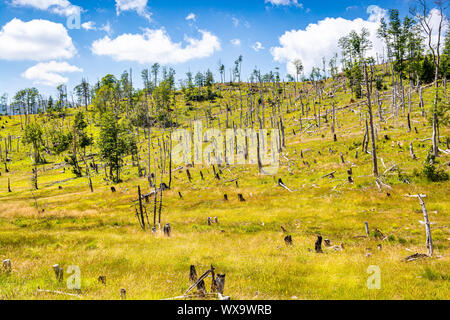 Heilung der Natur im Nationalpark Locken, Albanien nach Deforesting und Brände Stockfoto