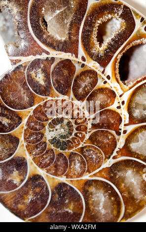 Edelsteine, Muscheln und Schmucksteinen mit schönen Farben Stockfoto