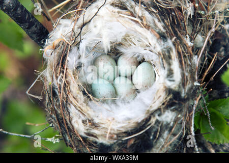 Gemütliche Arktis redpoll (Acanthis hornemanni) Nest Stockfoto