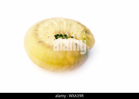 Helle grüne Raupe close-up Stockfoto