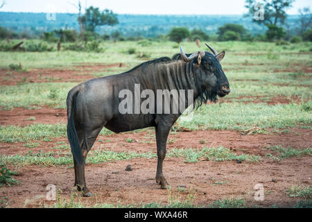 Gnus im Krüger Nationalpark, Südafrika Stockfoto