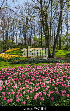 Blumen im Garten Keukenhof Niederlande Stockfoto