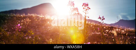 Sonnenwiese Stockfoto