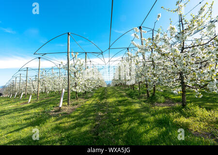 Horizontale Ansicht der Zeilen der blühenden niedrig-stem Apple Bäume in einem Obstgarten mit hellen, weißen Blüten Stockfoto