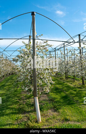 Vertikale Ansicht von Zeilen der blühenden niedrig-stem Apple Bäume in einem Obstgarten mit hellen, weißen Blüten un Stockfoto