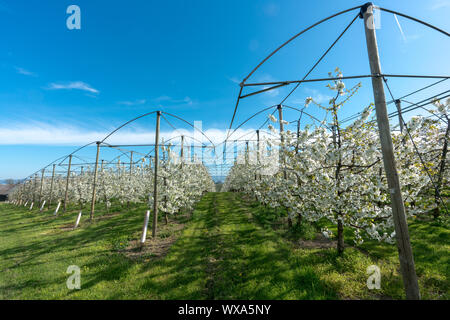 Horizontale Ansicht der Zeilen der blühenden niedrig-stem Apple Bäume in einem Obstgarten mit hellen, weißen Blüten Stockfoto