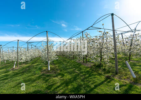 Horizontale Ansicht der Zeilen der blühenden niedrig-stem Apple Bäume in einem Obstgarten mit hellen, weißen Blüten Stockfoto