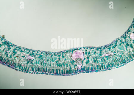 Cranberry blatt Querschnitt unter dem Mikroskop 100x Stockfoto