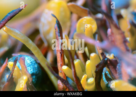 Braune Algen, Bady Rack Stockfoto