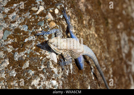 Agama an der Wand Stockfoto