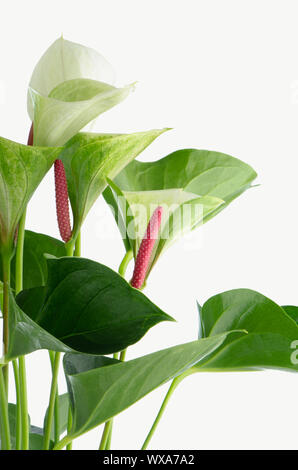 Nahaufnahme der Anthedesia Anthurium mit weißen, grünen und roten Blüten in weißen Blumentopf auf weißem Hintergrund. Stockfoto