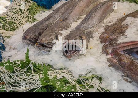 Kopf - auf Sicht von drei frischen Seehecht Fische mit ihren Zähnen auf Eis gelegt zum Verkauf in einem Markt, in Guerande, Frankreich. Stockfoto