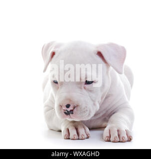 Amerikanischer Staffordshire-Terrier Hund Welpe Verlegung Stockfoto