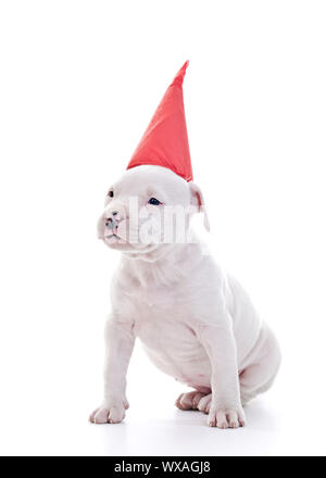 Amerikanischer Staffordshire-Terrier Hund Welpen mit roten Partei Mütze, sitzen Stockfoto