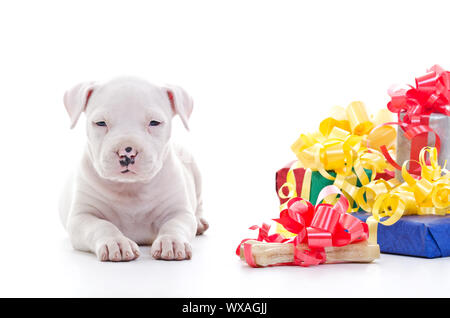 Amerikanischer Staffordshire-Terrier Hund Welpen in der Nähe von Haufen von Geschenk-Boxen verlegen Stockfoto