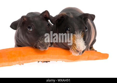 Skinny Meerschweinchen mit Karotte auf weißem Hintergrund Stockfoto