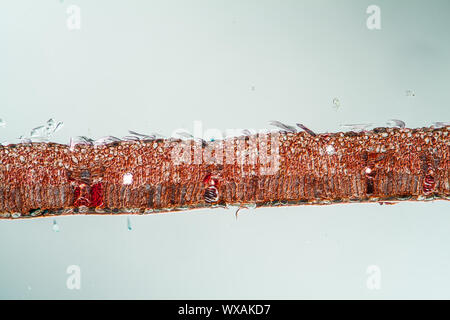 Trauerweide blatt Querschnitt 100 x Stockfoto