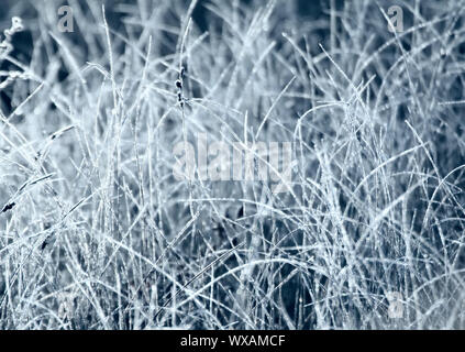 Frostigen Morgen in der Wiese Stockfoto